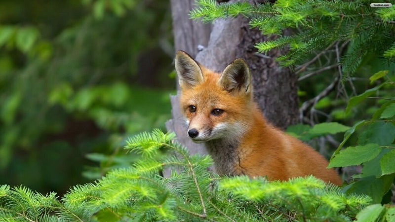 cute:vckxjxf4zh0= fox