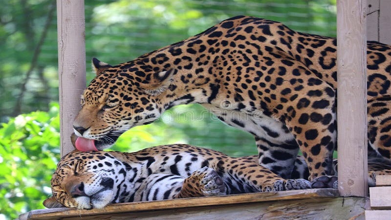 cat:cn2xawwkggq= jaguar