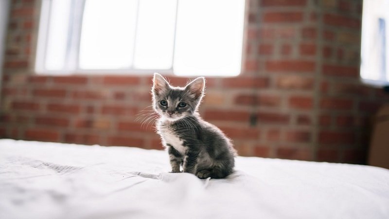 kitten:exiwor1tn9k= cat