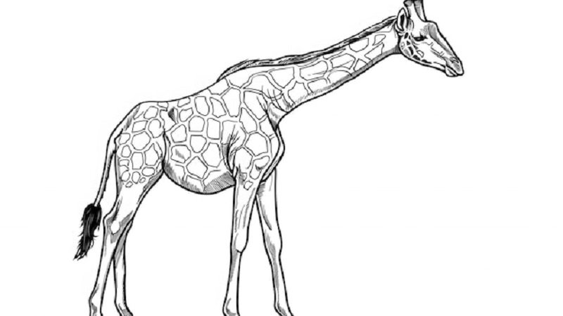 drawing:bkjikold4xi= giraffe